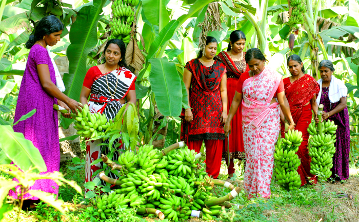 Kadali farming at guruvayoor